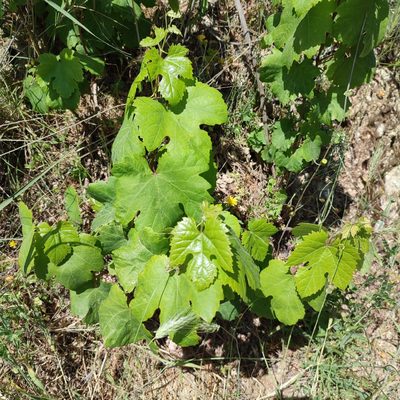 Vitis vinifera, photographed by Quentin Groom
