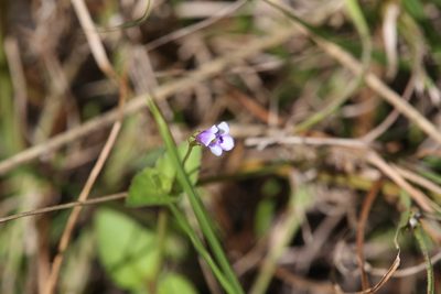 Torenia crustacea, photographed by Hugo Innes