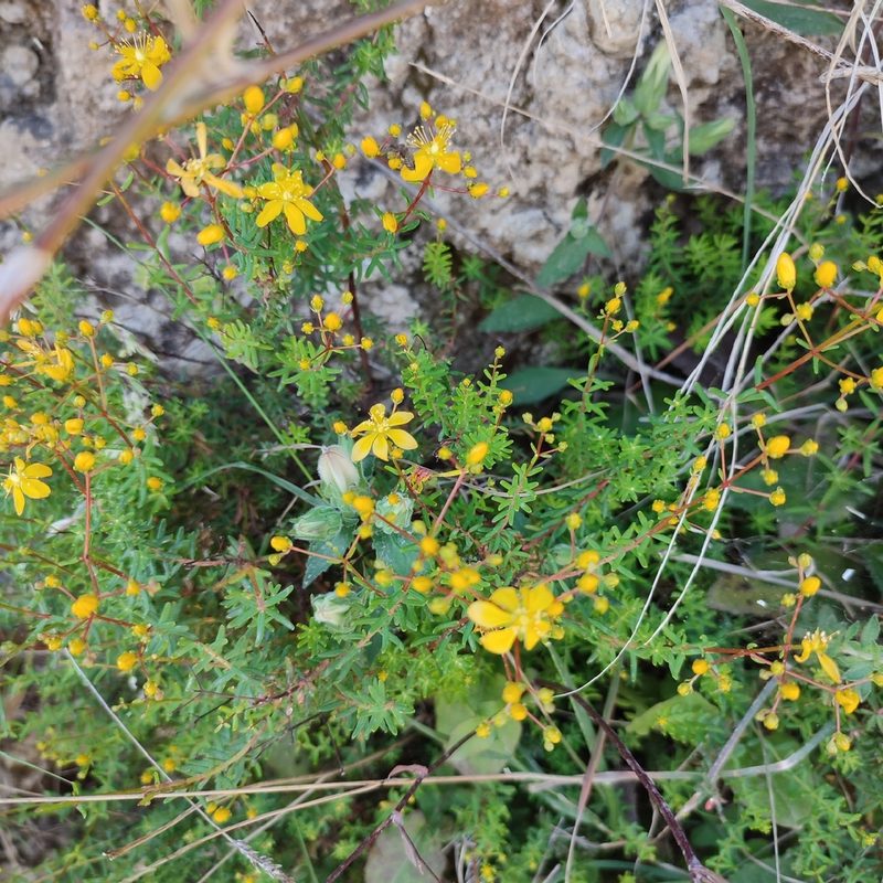Hypericum empetrifolium, photographed by Quentin Groom