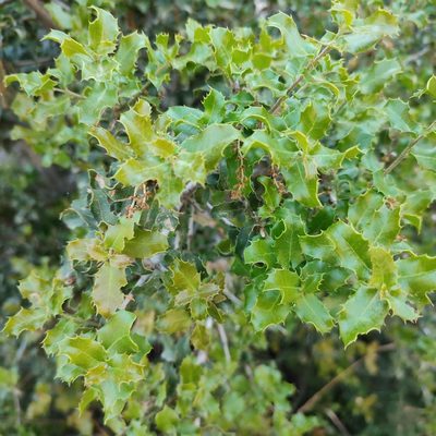 Quercus coccifera, photographed by Quentin Groom