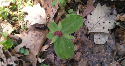 Trillium sessile, photographed by Alby Penney