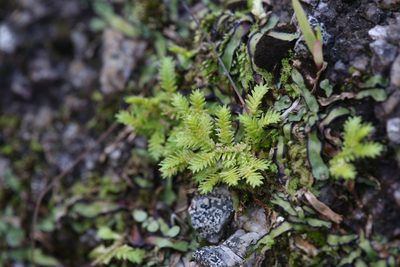 Selaginella ciliaris, photographed by Hugo Innes