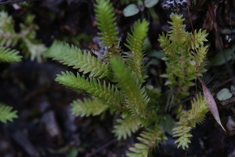 Selaginella ciliaris, photographed by Hugo Innes