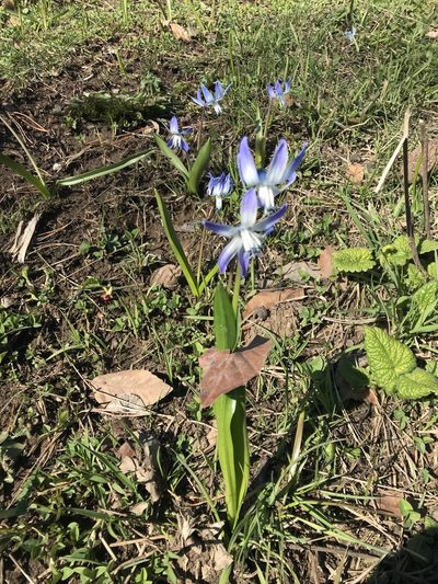 Scilla rosenii, photographed by Yuliana Leshchenko