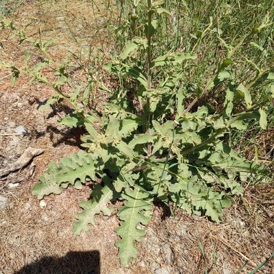 Verbascum sinuatum, photographed by Quentin Groom