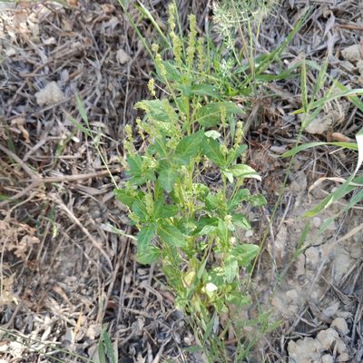 Mercurialis annua, photographed by Quentin Groom