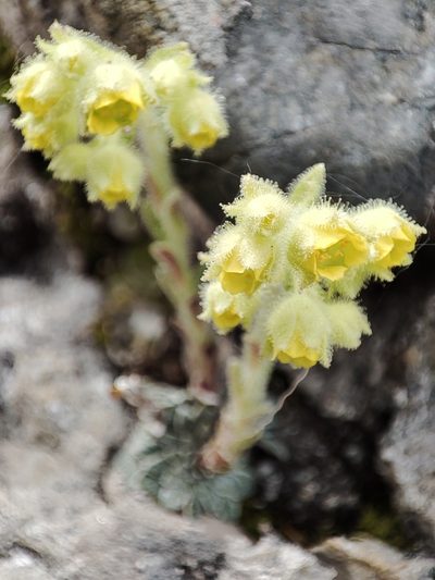 Saxifraga luteoviridis, photographed by xulescu_g