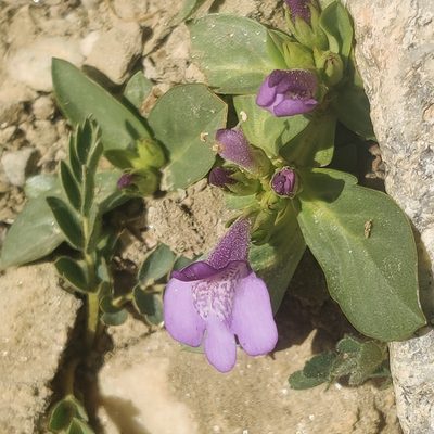 Lancea tibetica, photographed by Name