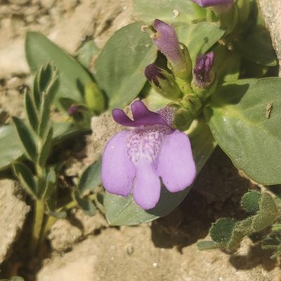 Lancea tibetica, photographed by Name
