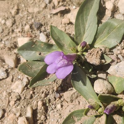 Lancea tibetica, photographed by Name