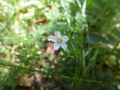 Geranium potentilloides, photographed by Kiri Bee
