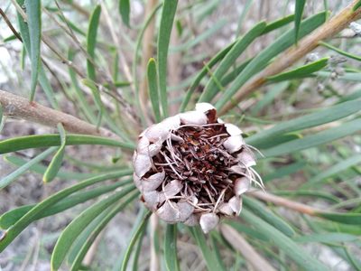 Protea scolymocephala, photographed by De Waal Hugo