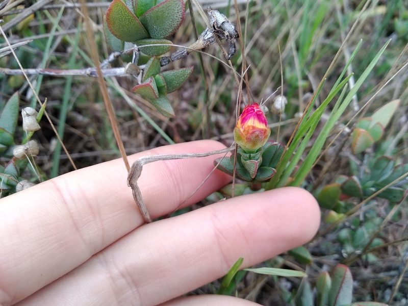 Lampranthus glaucus, photographed by De Waal Hugo