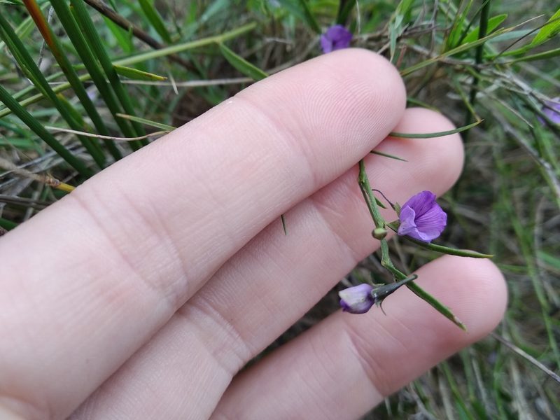 Psoralea laxa, photographed by De Waal Hugo
