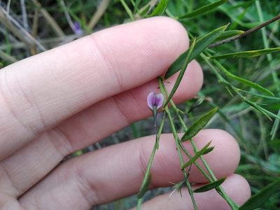 Psoralea laxa, photographed by De Waal Hugo