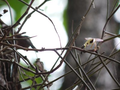 Cleisostoma tenuifolium, photographed by Dinesh Valke