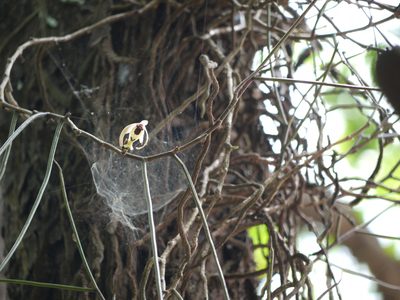 Cleisostoma tenuifolium, photographed by Dinesh Valke