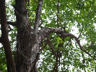 Cleisostoma tenuifolium, photographed by Dinesh Valke
