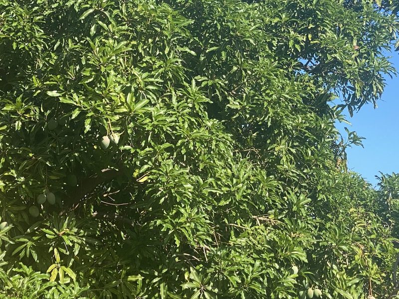 Mangifera indica, photographed by Sara L Giles