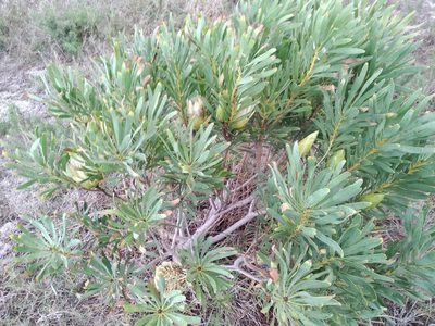 Protea repens, photographed by De Waal Hugo