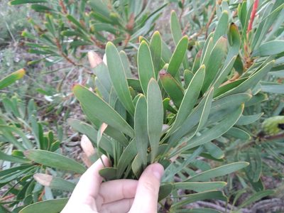 Protea repens, photographed by De Waal Hugo