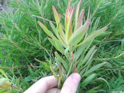 Leucadendron salignum, photographed by De Waal Hugo