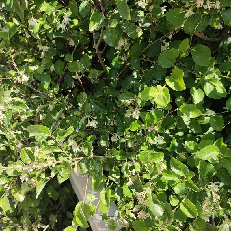 Styrax officinalis, photographed by Quentin Groom