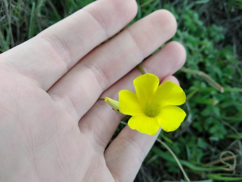 Oxalis pes-caprae, photographed by De Waal Hugo