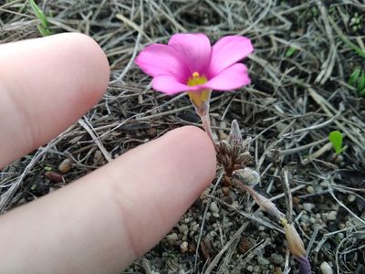 Oxalis hirta, photographed by De Waal Hugo