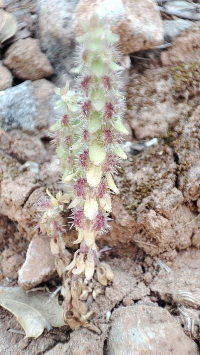 Valantia hispida, photographed by Quentin Groom