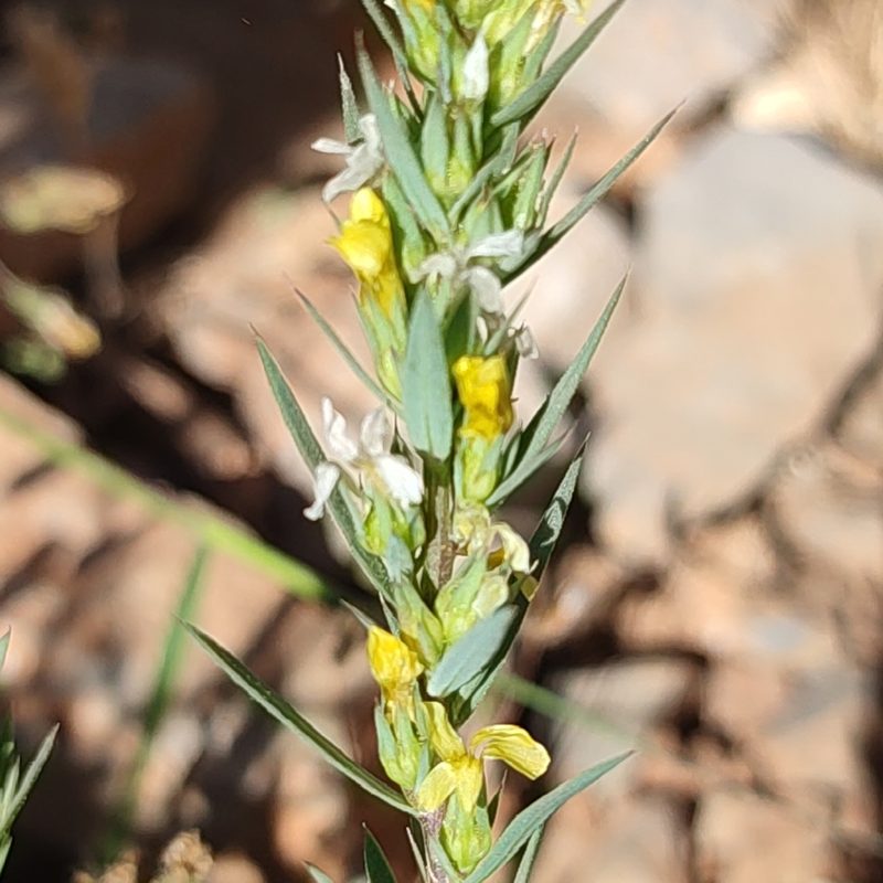 Linum strictum, photographed by Quentin Groom