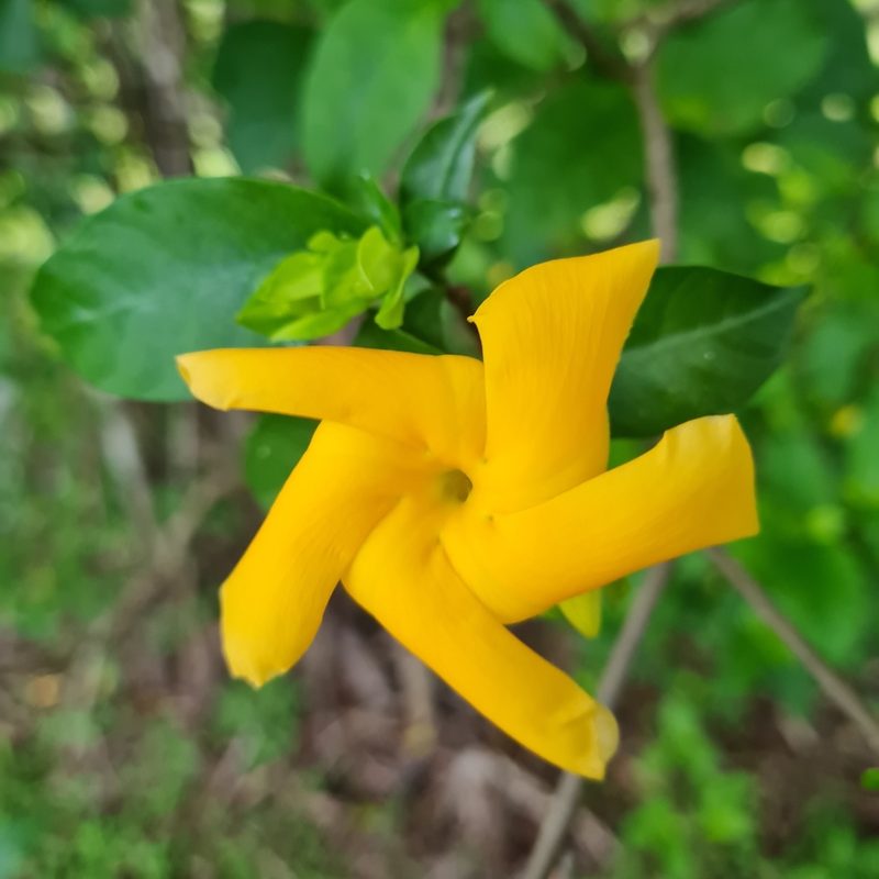 Tabernaemontana grandiflora, photographed by Anthony Batista