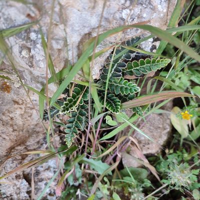Asplenium ceterach, photographed by Quentin Groom