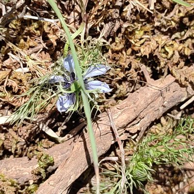 Nigella damascena, photographed by Quentin Groom