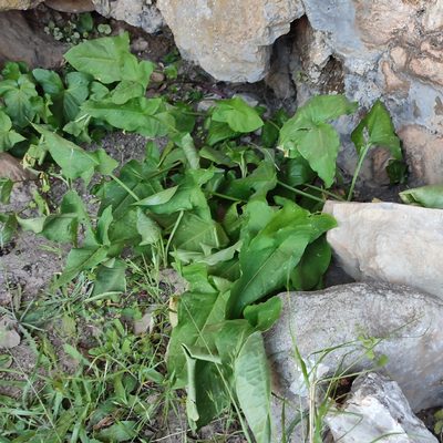Arum concinnatum, photographed by Quentin Groom