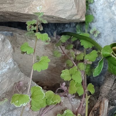 Veronica cymbalaria, photographed by Quentin Groom