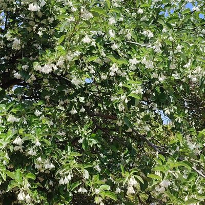 Styrax officinalis, photographed by Quentin Groom