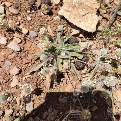 Plantago lagopus, photographed by Quentin Groom