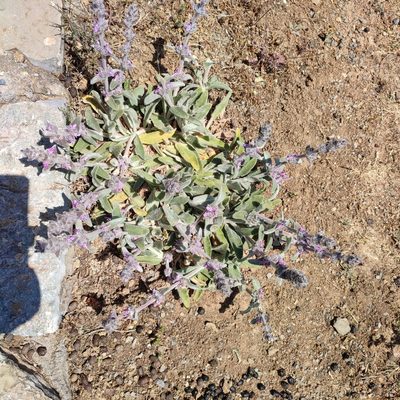 Stachys cretica, photographed by Quentin Groom
