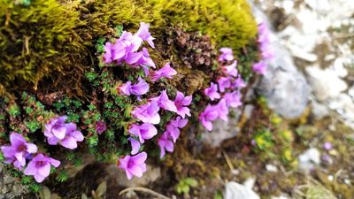 Saxifraga oppositifolia, photographed by Guillaume Delaitre