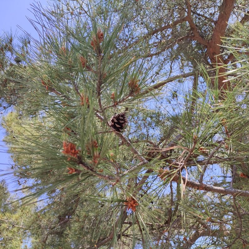 Pinus brutia, photographed by Quentin Groom