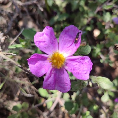 Cistus creticus, photographed by Quentin Groom