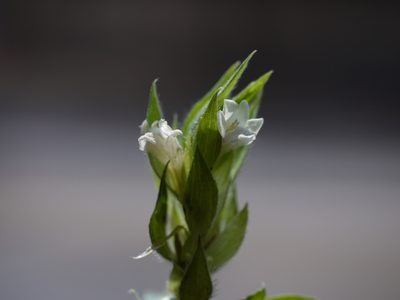 Asystasia mysorensis, photographed by Dinesh Valke