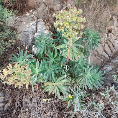 Euphorbia characias, photographed by Quentin Groom