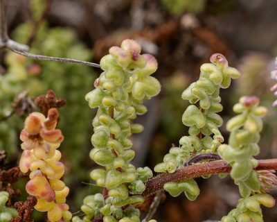 Polyachyrus poeppigii, photographed by Nicolás Villaseca Merino