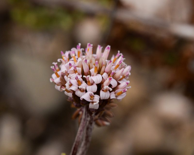 Polyachyrus poeppigii, photographed by Nicolás Villaseca Merino