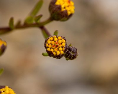 Amblyopappus pusillus, photographed by Nicolás Villaseca Merino
