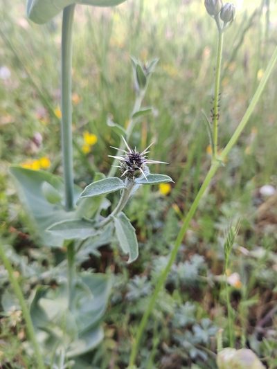 Centaurea sicula, photographed by Riccardo Rocca