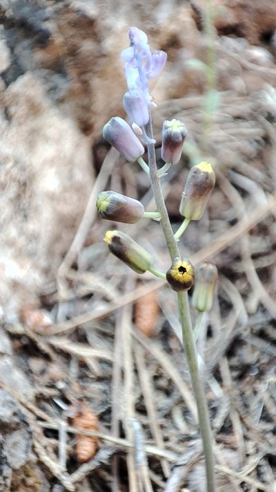 Muscari spreitzenhoferi, photographed by Quentin Groom
