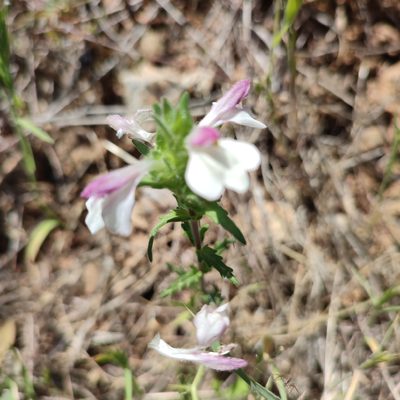 Bellardia trixago, photographed by Quentin Groom